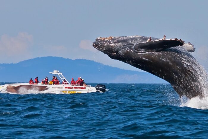 Blue Whale & Dolphin Watching