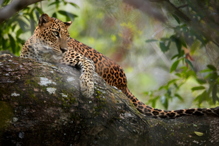 Yala National Park Safari